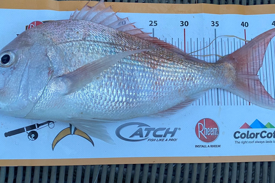 Jake Simpson caught this 41.5cm Snapper at Northland  during The Export NZ Fishing Competition