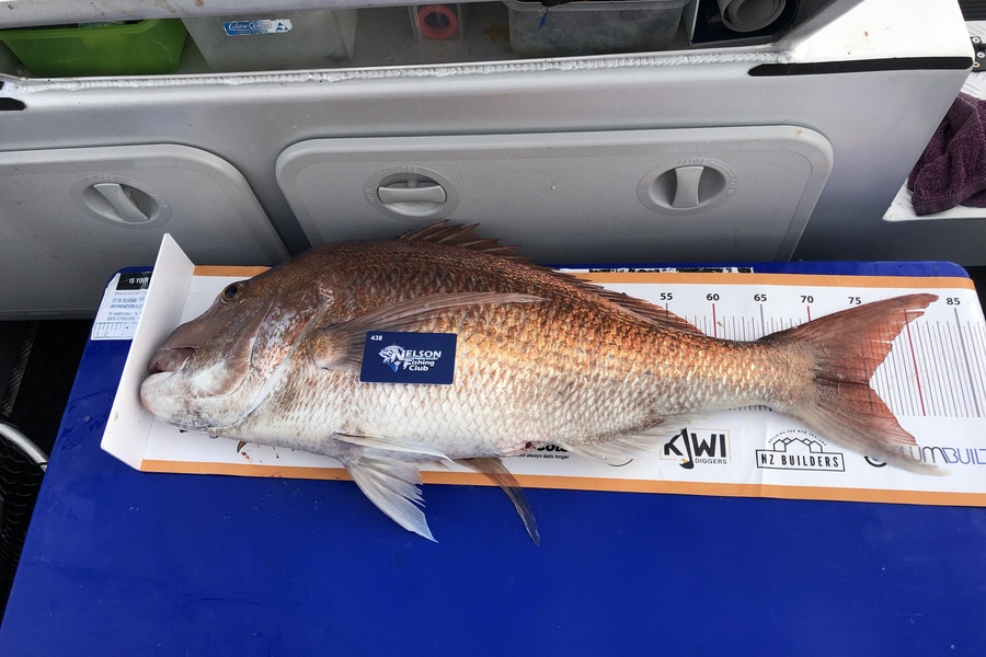 Tracey Meek caught this 75.0cm Snapper at Tasman Bay during The Export NZ Fishing Competition