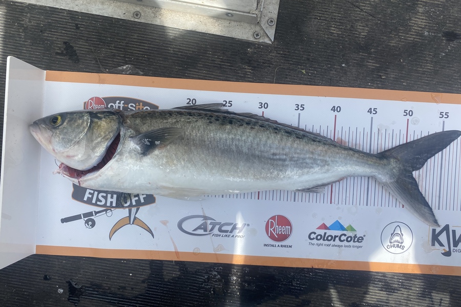 Corbin Matthew  caught this 50.5cm Kahawai at Coromandel during The Export NZ Fishing Competition