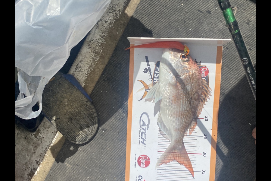 Corbin Matthew  caught this 32.0cm Snapper at Coromandel  during The Export NZ Fishing Competition