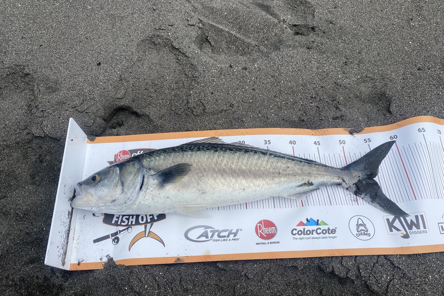 Mark  Bryan caught this 53.5cm Kahawai at Rahuto during The Export NZ Fishing Competition