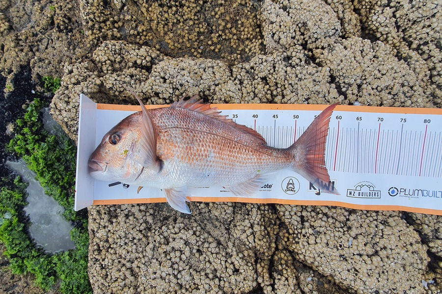 Jay Clarke caught this 57.5cm Snapper at Northland  during The Export NZ Fishing Competition