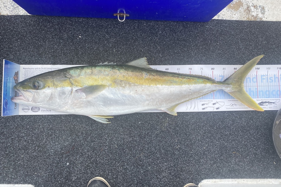 Matt Simcox caught this 94.0cm Kingfish at Hawkes Bay during The Export NZ Fishing Competition