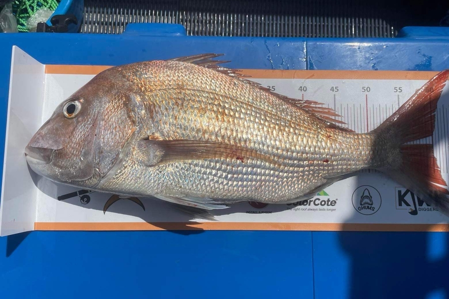 Alec McIver caught this 60.0cm Snapper at Kawhia  during The Export NZ Fishing Competition