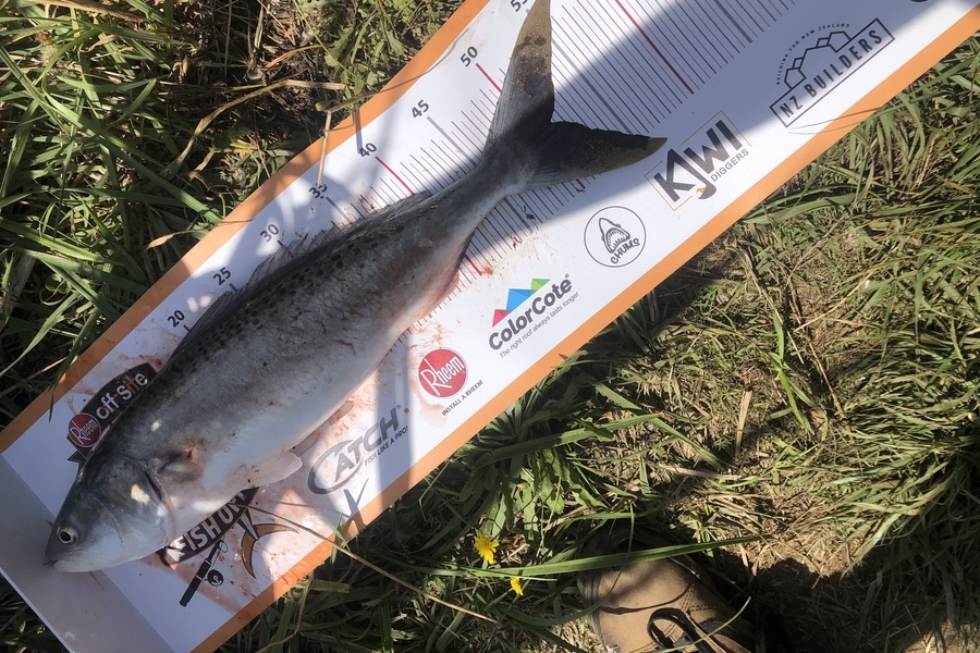 Reon Soothill caught this 51.0cm Kahawai at Taranaki  during The Export NZ Fishing Competition