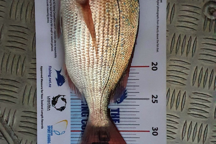 James Bailey caught this 32.0cm Snapper at Tauranga Harbour during The Export NZ Fishing Competition