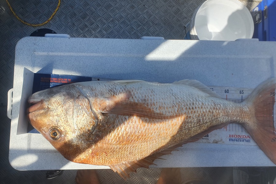 Ben Cullen caught this 75.0cm Snapper at Coromandel  during The Export NZ Fishing Competition