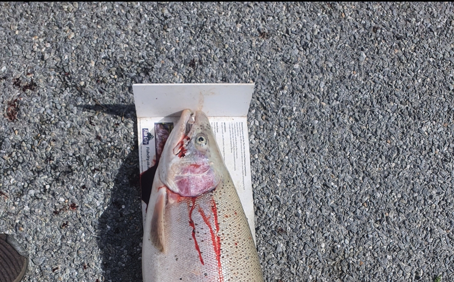 Ben Cullen caught this 81.0cm Trout at Twizel during The Export NZ Fishing Competition
