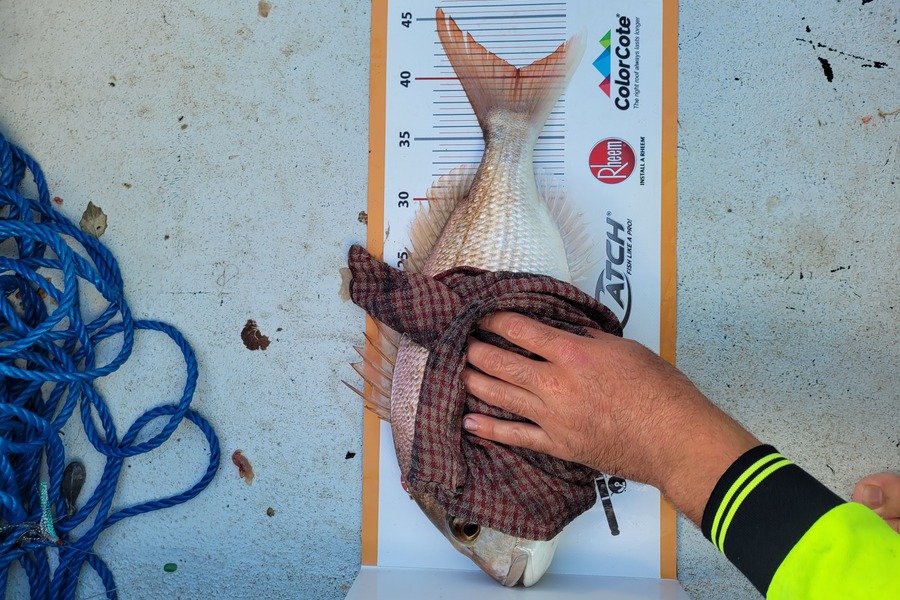 Jarod Wright caught this 40.5cm Snapper at Whangarei harbour during The Export NZ Fishing Competition
