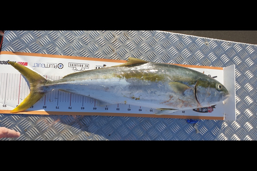 Jason Gray caught this 86.0cm Kingfish at Himatangi Beach during The Export NZ Fishing Competition