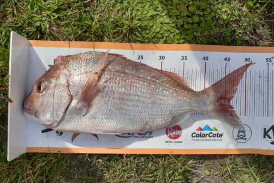 Nick Hinks  caught this 47.0cm Snapper at Napier during The Export NZ Fishing Competition