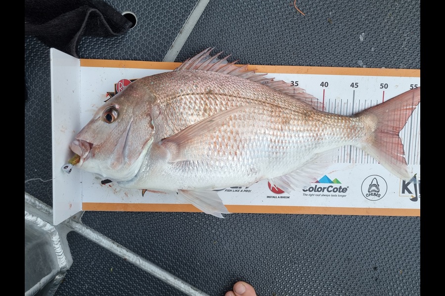 Greg Moore caught this 53.0cm Snapper at Kapiti during The Export NZ Fishing Competition