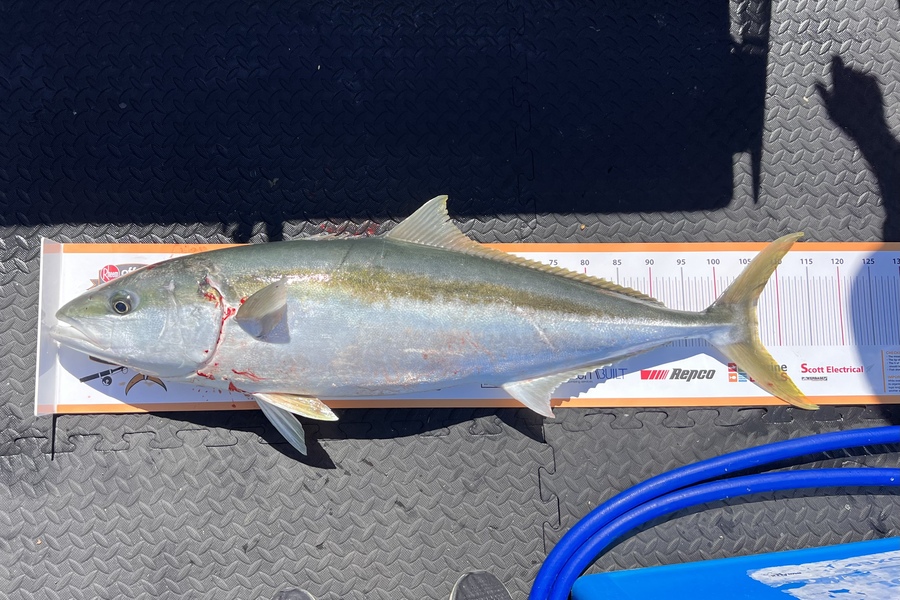 Mellissa Jones caught this 106.5cm Kingfish at Gisborne  during The Export NZ Fishing Competition