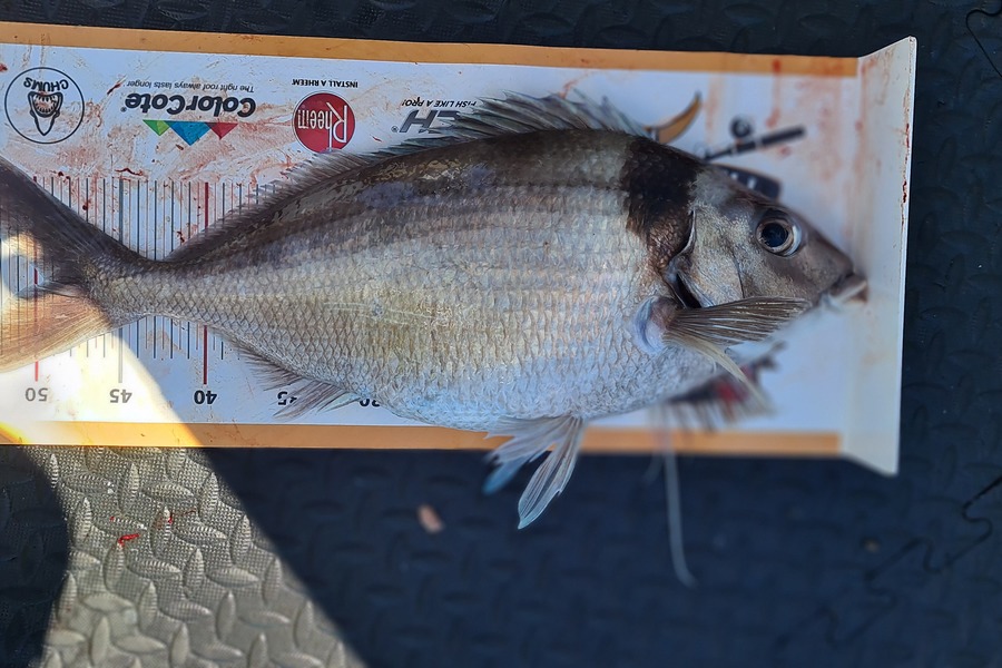 Mellissa Jones caught this 49.5cm Tarakihi at Gisborne  during The Export NZ Fishing Competition