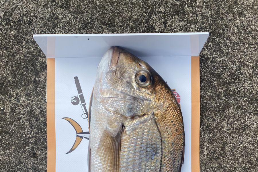 Ryan Roberts caught this 43.5cm Snapper at Bay of Plenty  during The Export NZ Fishing Competition