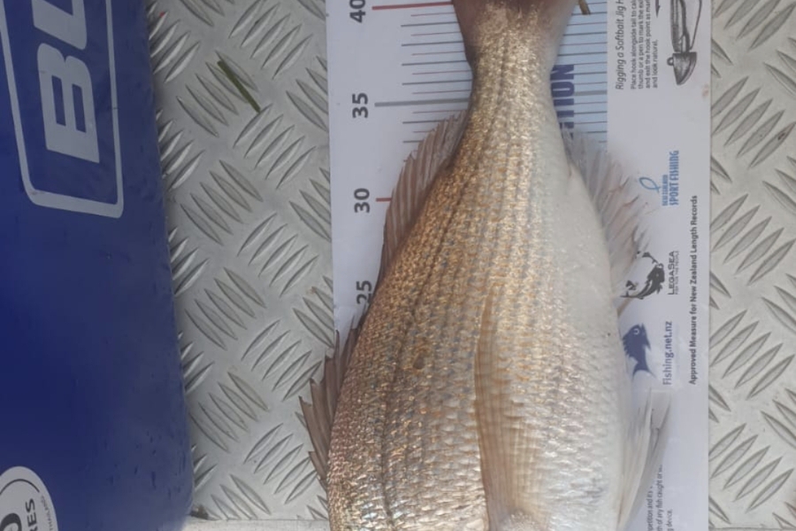 James Bailey caught this 42.5cm Snapper at Tauranga Harbour during The Export NZ Fishing Competition