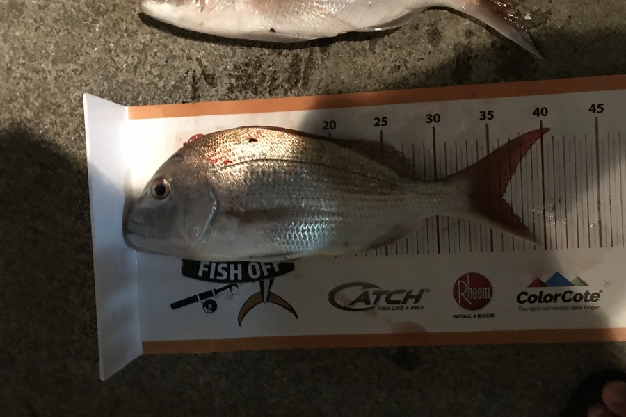 Blair Cameron caught this 36.0cm Snapper at Tauranga during The Export NZ Fishing Competition