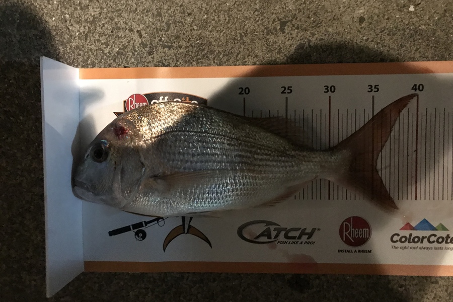 Blair Cameron caught this 35.0cm Snapper at Mount Maunganui during The Export NZ Fishing Competition