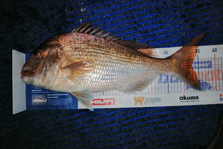Riki Archer caught this 52.5cm Snapper at Tauranga harbour during The Export NZ Fishing Competition