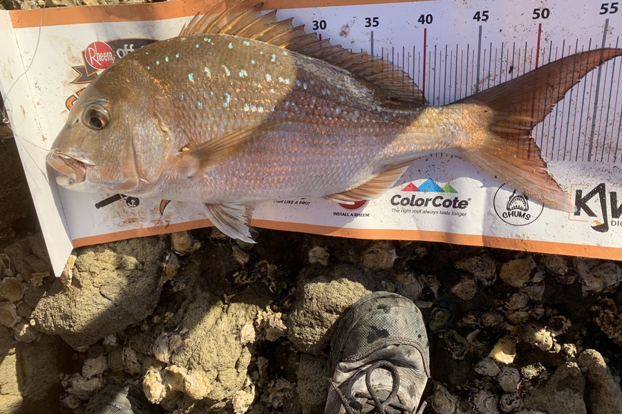 Josh  Mcmurtrie  caught this 50.0cm Snapper at Coromandel  during The Export NZ Fishing Competition