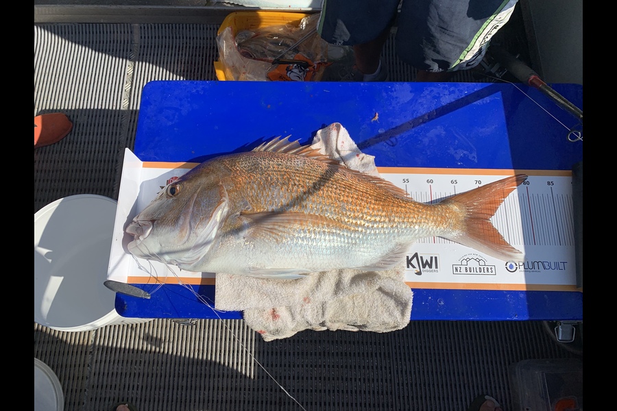 Bradley Mcdowell caught this 71.5cm Snapper at Wanganui  during The Export NZ Fishing Competition