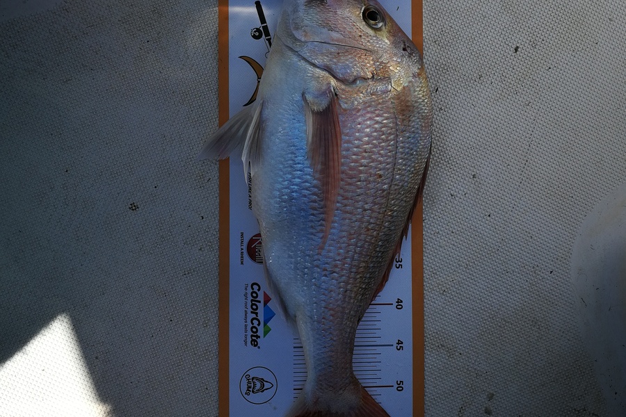 Jonathan  Murrow  caught this 57.5cm Snapper at Wanganui during The Export NZ Fishing Competition