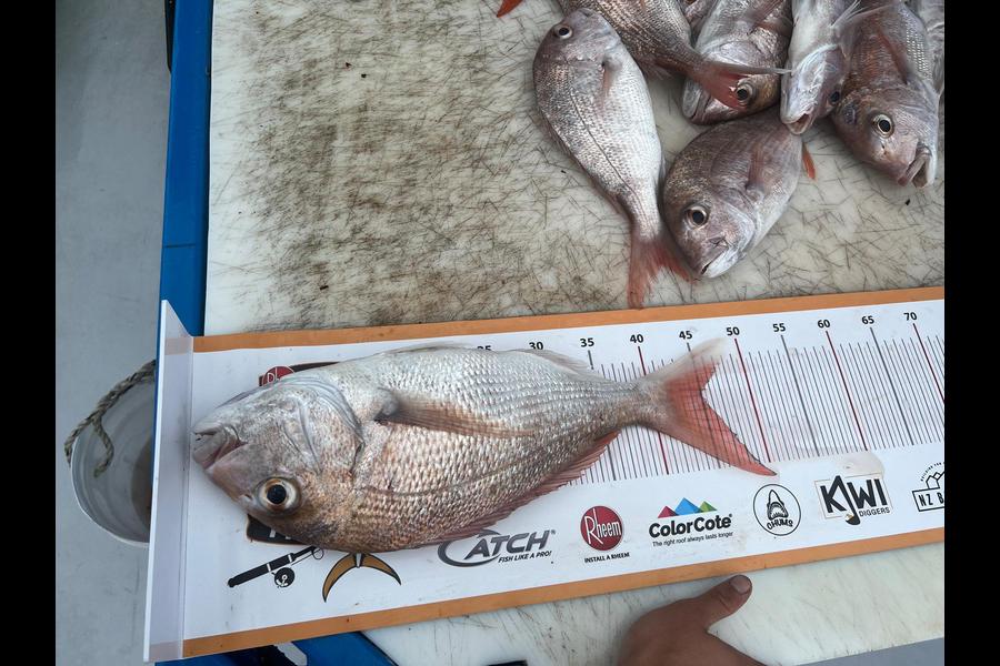 Sam Fleming caught this 44.0cm Snapper at Waiheke during The Export NZ Fishing Competition