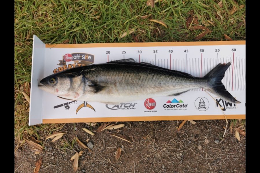 Che Reti caught this 56.0cm Kahawai at Port jackson during The Export NZ Fishing Competition