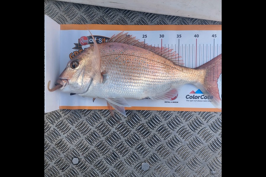 Henk Otte caught this 46.0cm Snapper at Foxton Beach during The Export NZ Fishing Competition