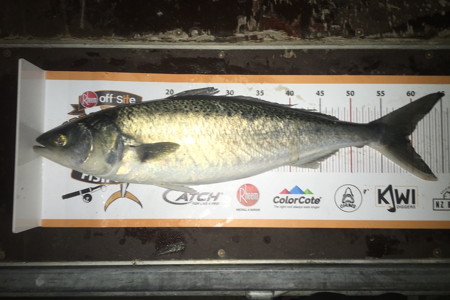 gavin sutton caught this 59.5cm Kahawai at otago during The Export NZ Fishing Competition