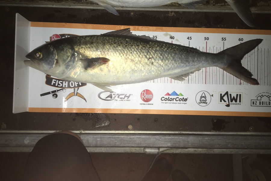 Hemi Woodhose caught this 60.0cm Kahawai at south otago during The Export NZ Fishing Competition