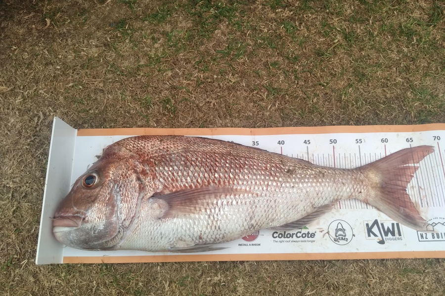 Wayne Hickman caught this 62.5cm Snapper at Papa Aroha  during The Export NZ Fishing Competition