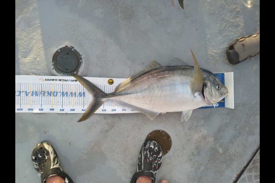 Carl  Henty caught this 70.5cm Trevally at Far north during The Export NZ Fishing Competition