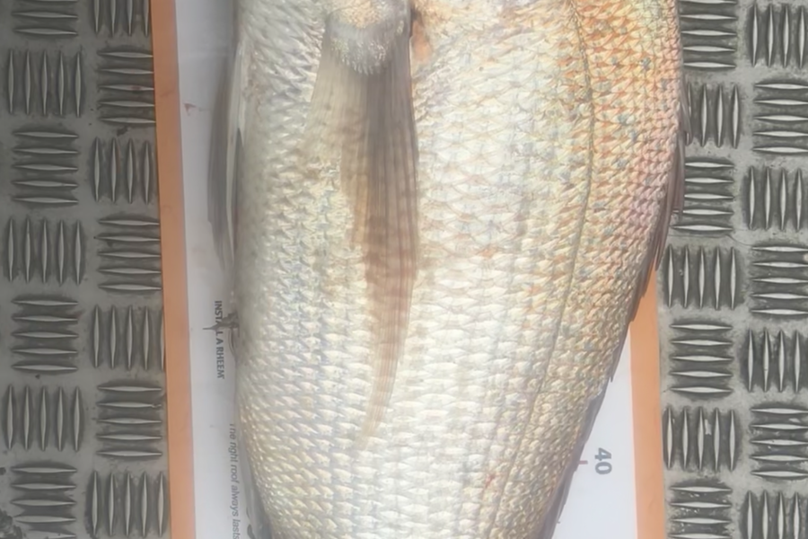 Corey Proffit caught this 63.5cm Snapper at Mokau  during The Export NZ Fishing Competition