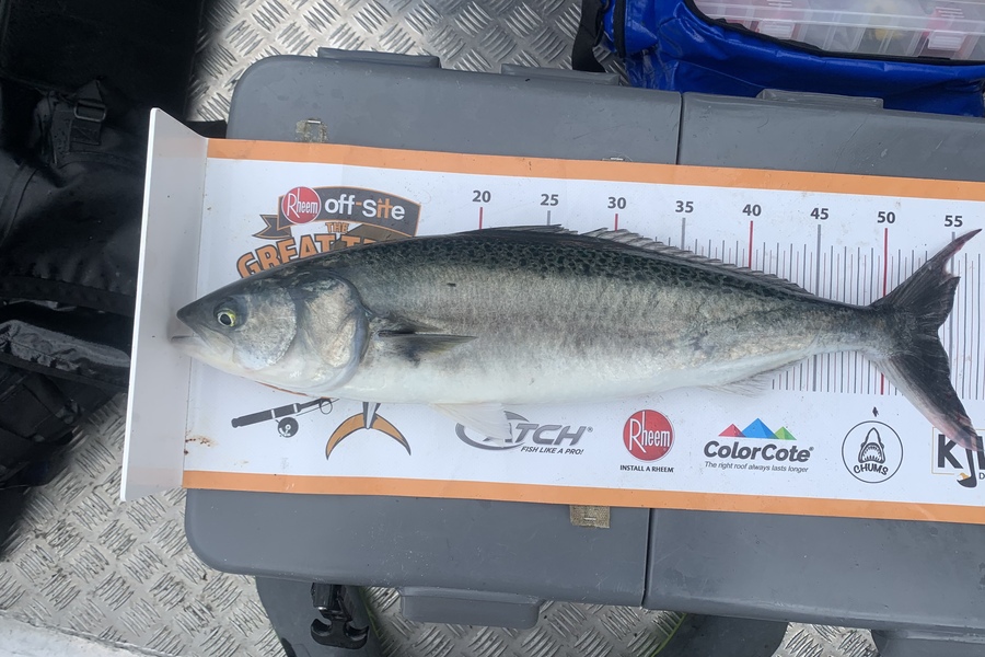 Luke Slobbe caught this 54.0cm Kahawai at South coast  during The Export NZ Fishing Competition