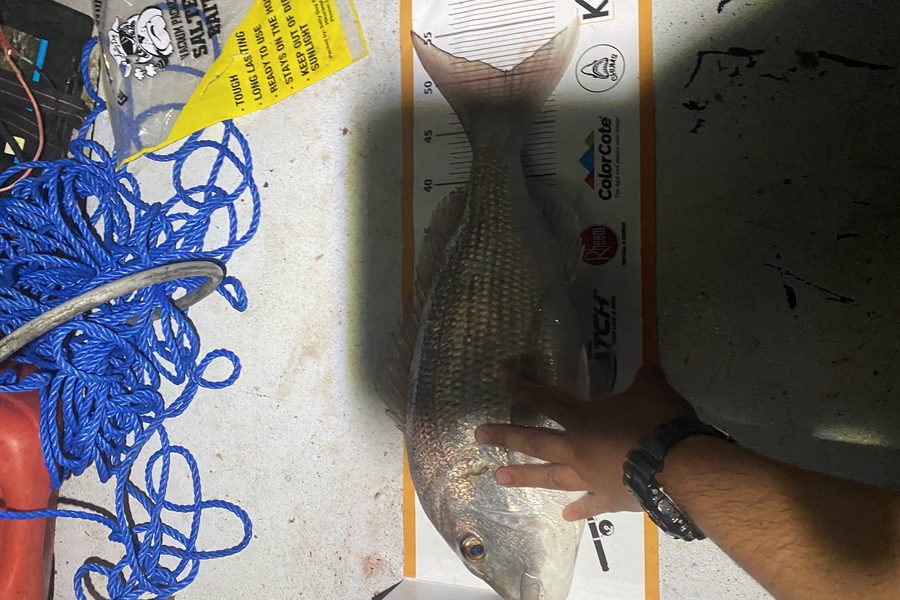 Dylan Mason-McKerrow  caught this 50cm Snapper at Whangarei harbours  during The Export NZ Fishing Competition