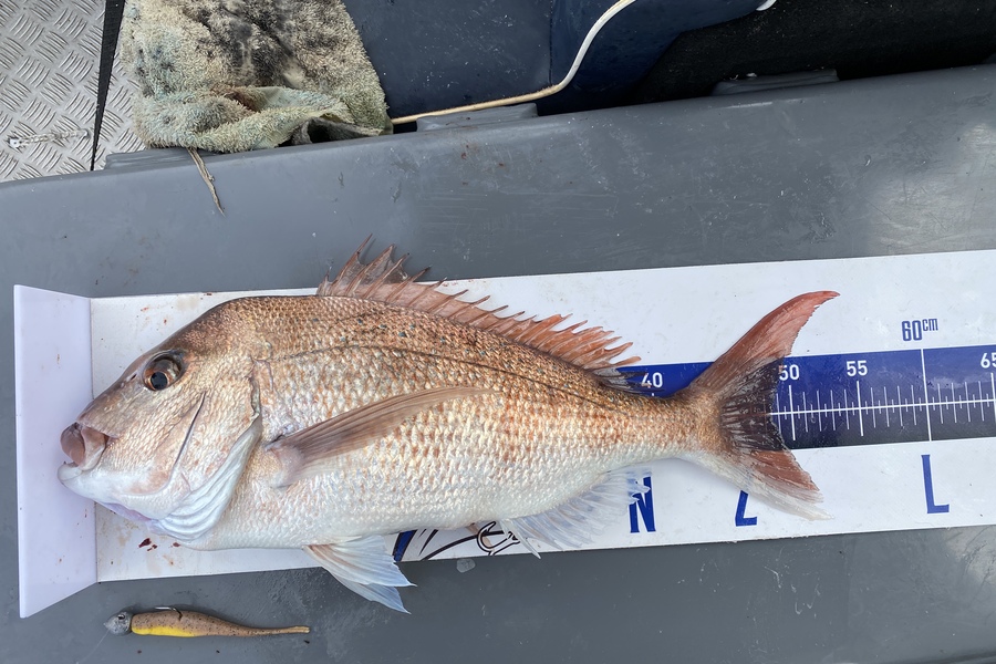 Allen Watson caught this 48.5cm Snapper at BOI during The Export NZ Fishing Competition