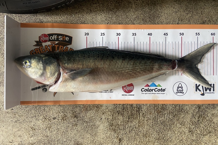 Mike  Trevor-Roper caught this 54.0cm Kahawai at Wanganui during The Export NZ Fishing Competition