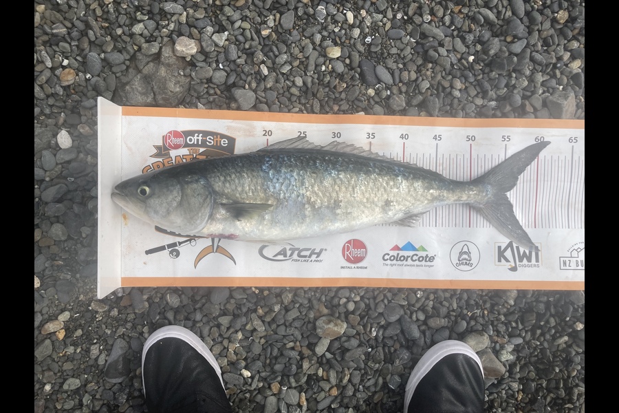 Kody Allen Stephenson caught this 55cm Kahawai at Northland  during The Export NZ Fishing Competition