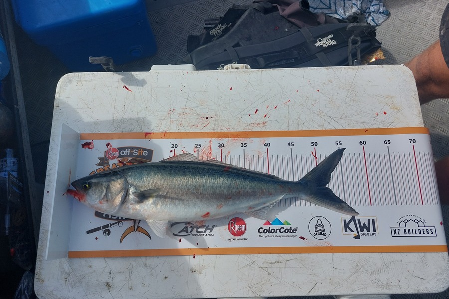 Dave Gifford caught this 51.0cm Kahawai at Oceans beach during The Export NZ Fishing Competition