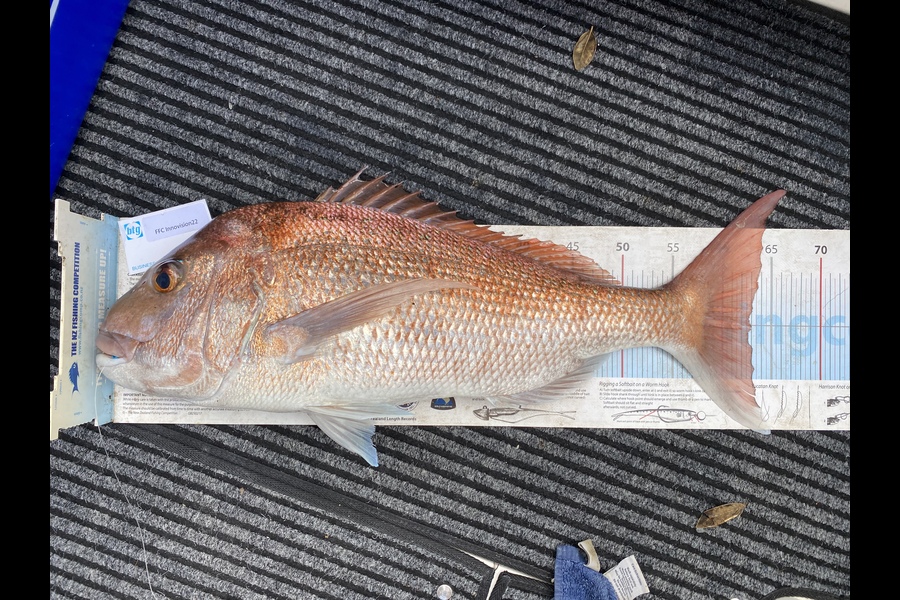 Mike Gillham caught this 63.0cm Snapper at Noises during The Export NZ Fishing Competition