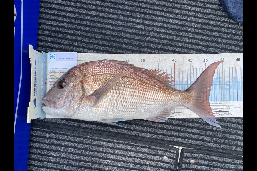 Mike Gillham caught this 51.0cm Snapper at Noises during The Export NZ Fishing Competition
