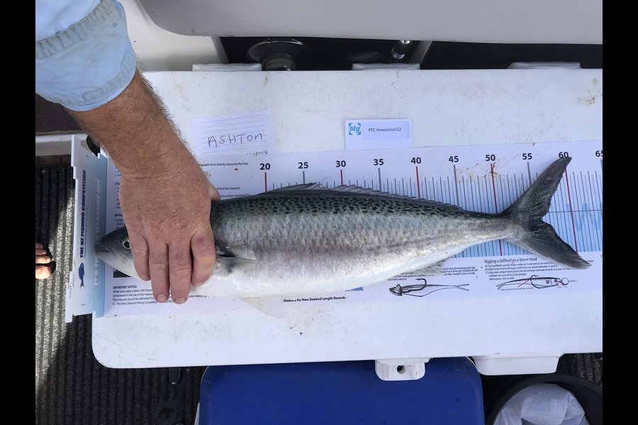 James Lindsay caught this 55.5cm Kahawai at Noisies during The Export NZ Fishing Competition