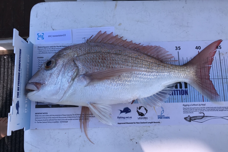 James Lindsay caught this 42.0cm Snapper at Noisies  during The Export NZ Fishing Competition