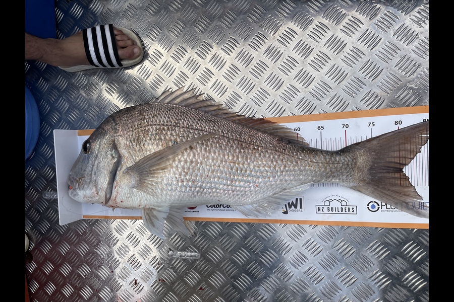 James Tulloch  caught this 80cm Snapper at Little barrier  during The Export NZ Fishing Competition