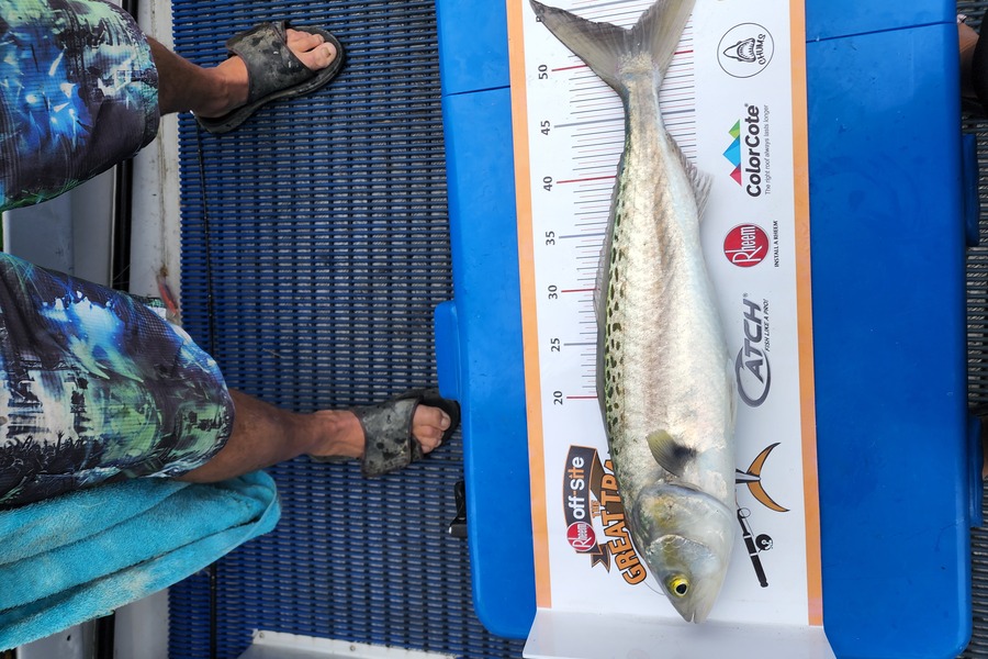 Wai McIver caught this 52.5cm Kahawai at Kawhia during The Export NZ Fishing Competition