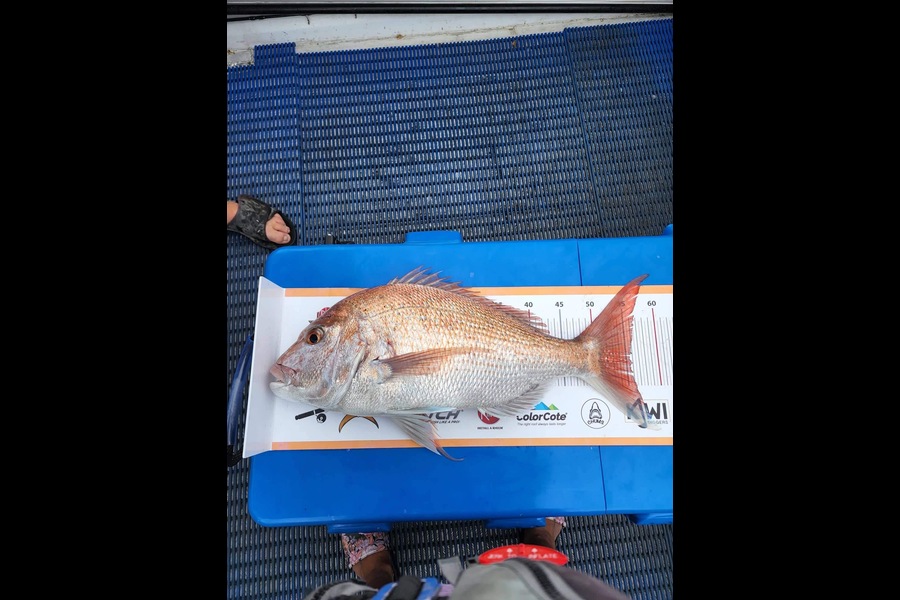 Craille Akroyd  caught this 55.5cm Snapper at Kawhia  during The Export NZ Fishing Competition