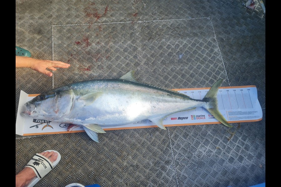 Charlie Waide caught this 122.0cm Kingfish at Kings Bank during The Export NZ Fishing Competition