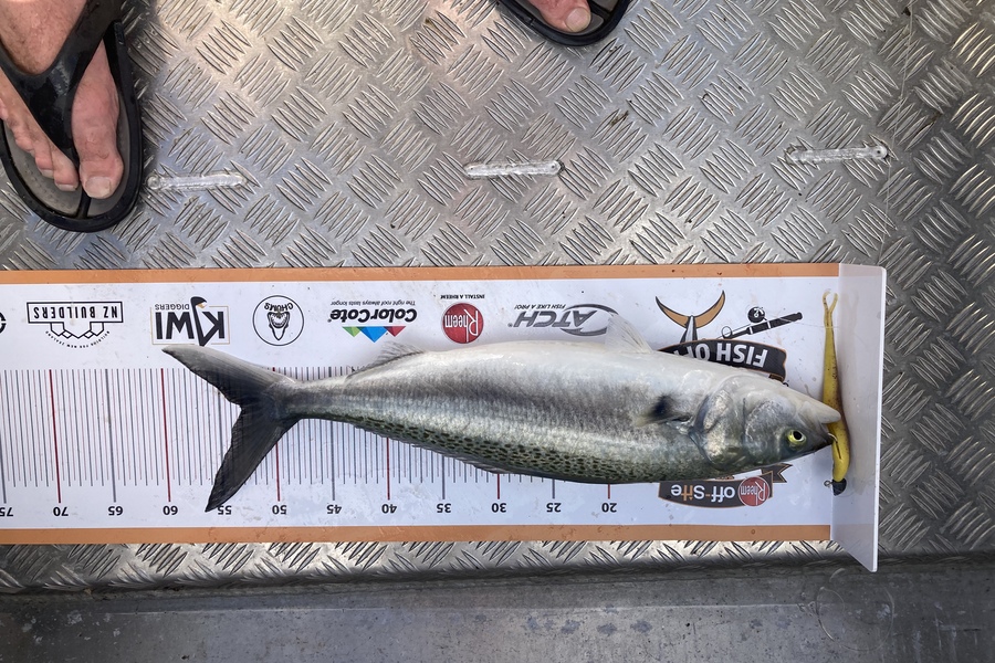 Bryce  Rowland caught this 52cm Kahawai at Tokerau  during The Export NZ Fishing Competition