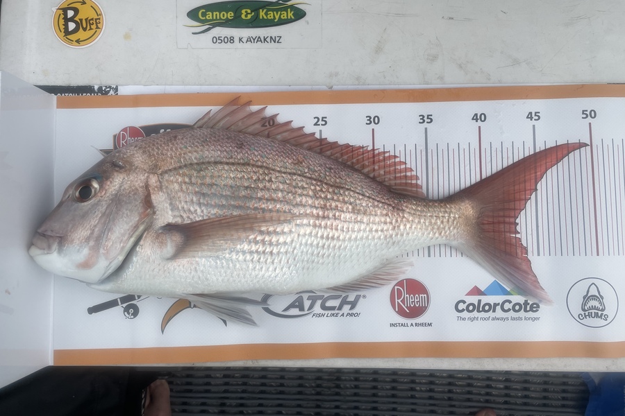 Steve Haines caught this 43.5cm Snapper at The Noises during The Export NZ Fishing Competition